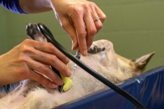 ROsalind Chow performs a mock demonstration of the technique with her dog. He is lying on his back with her holding the covered ultrasound probe and a syringe.