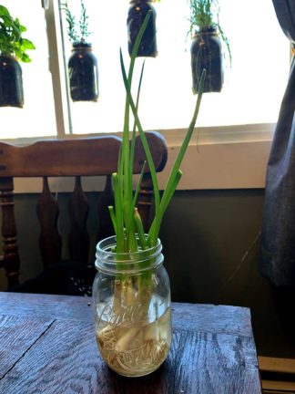 Green Onions growing in a jar
