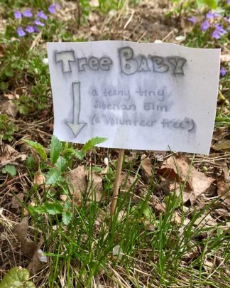 A note with an arrow pointing to a baby tree with info about the tree