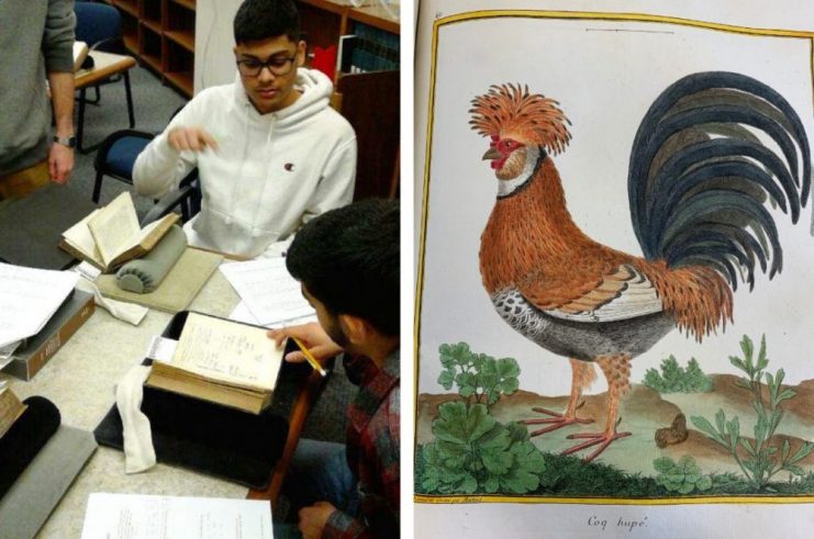 Side-by-side: HSCI 1815/3815 students in Wangensteen and Rooster illustration by Louis Buffon