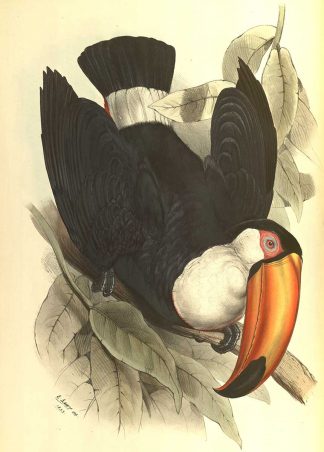 Lear-Toco-Toucan-1834-high-res