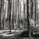 Dense pine forest