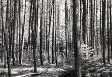 Dense pine forest