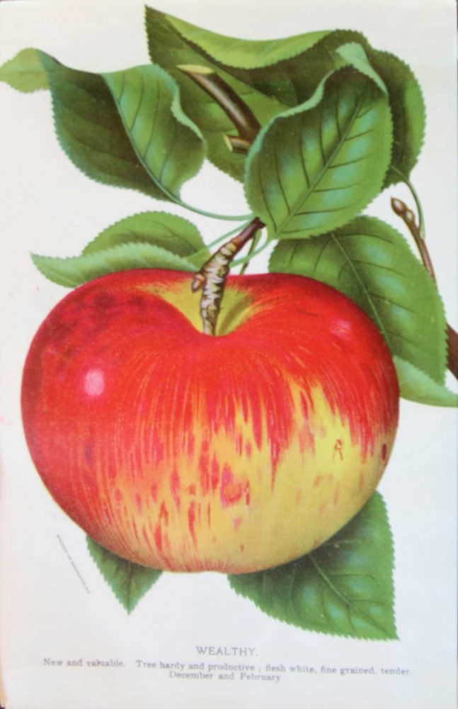The Wealthy Apple