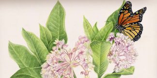 flora and fauna illustration of monarch on milkweed flowers