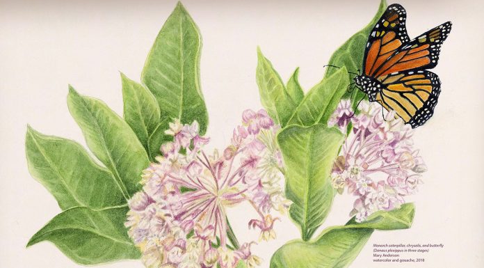 flora and fauna illustration of monarch on milkweed flowers