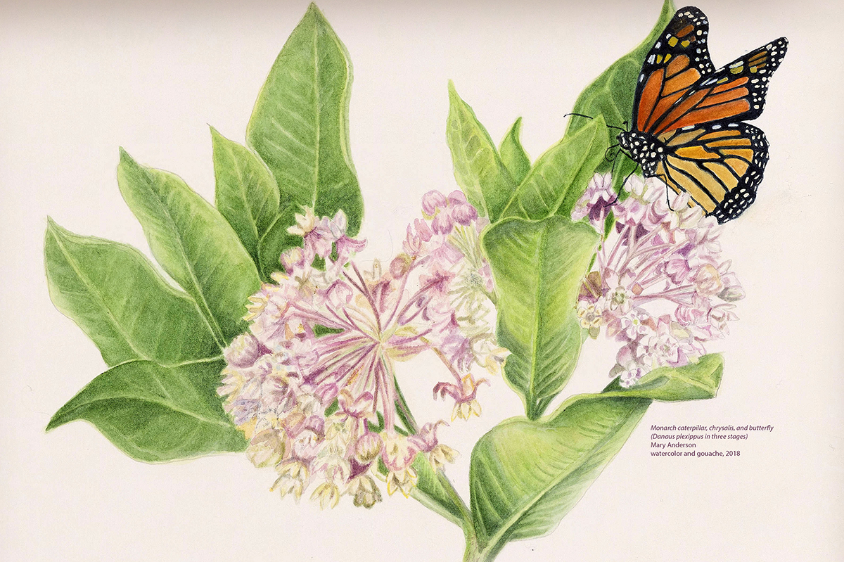 Flora and Fauna Illustrata - continuum | University of Minnesota Libraries