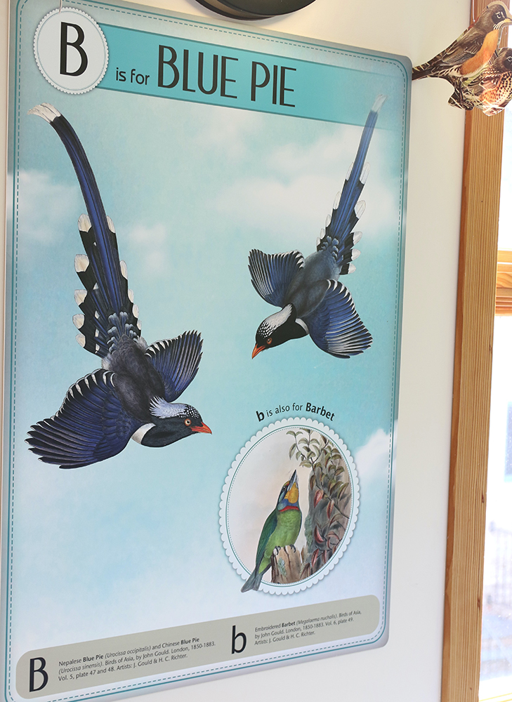 a close up of blue pie bird illustrations