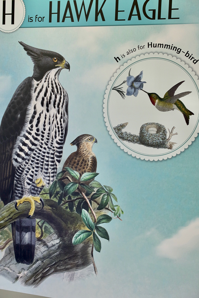 a close up of hawke eagle illustrations