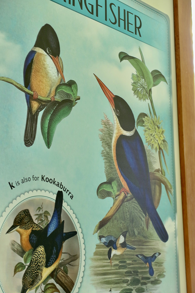 a close up of kookaburra bird illustrations