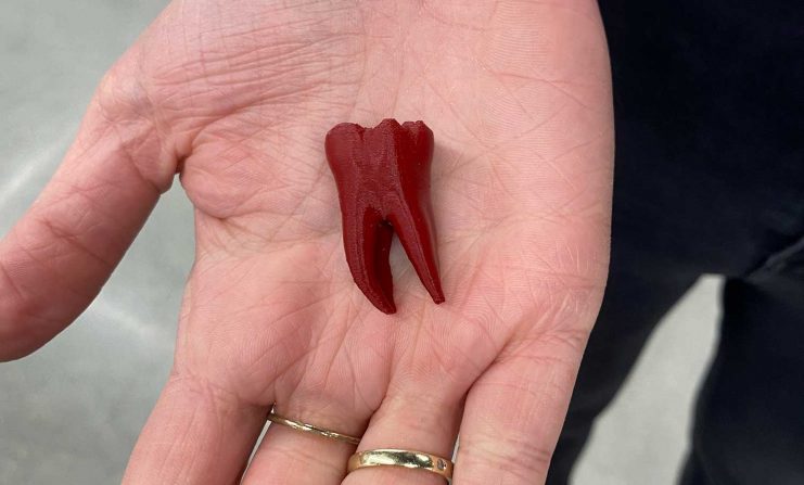3D-printed tooth from the Health Sciences Library technology lab.