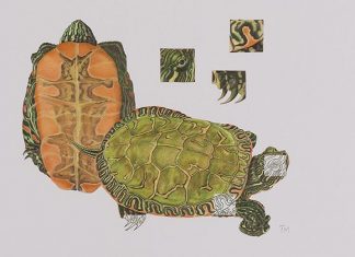 Painted turtle, Chrysemys picta by Terry McFarland