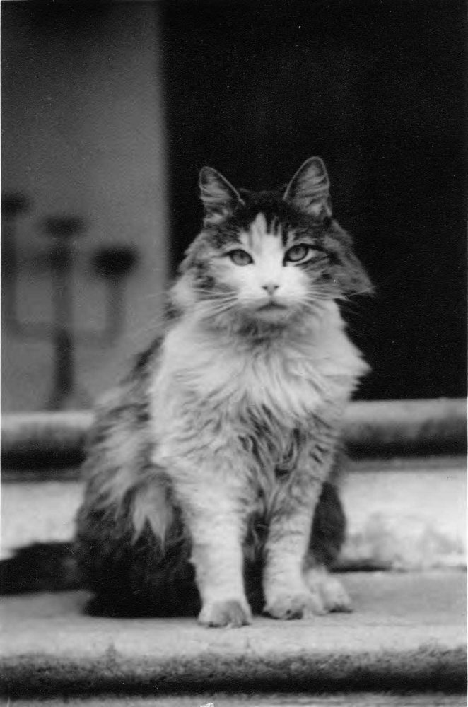 Cat mascot, "Ystava", of the Los Angeles Finnish Workers Club, Los Angeles, California, 1940