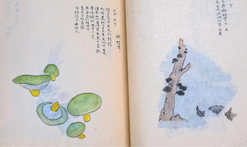 Rare book on mushrooms from with Japanese script. Mushrooms are painted watercolors. Pages have sparkles in them.