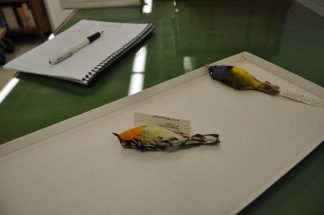 Two small birds, taxidermies, with a pen nearby for size comparison.