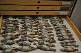 many 10s of ovenbird (warblers), taxidermied and in a specimen drawer: Bell Museum Collections.