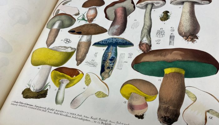 Open book with a page displaying multiple colored illustrations of different types of mushrooms