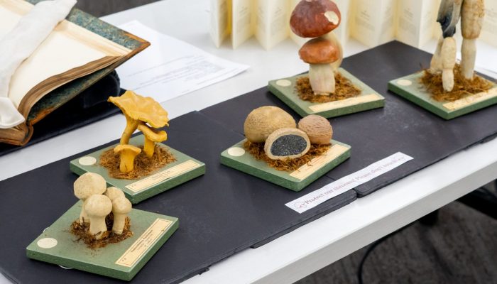 Five mushroom sculptures on display as part of the pop up exhibit, "Wangensteen in bloom."