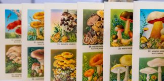 Fold out book with illustrations of many different types of mushrooms