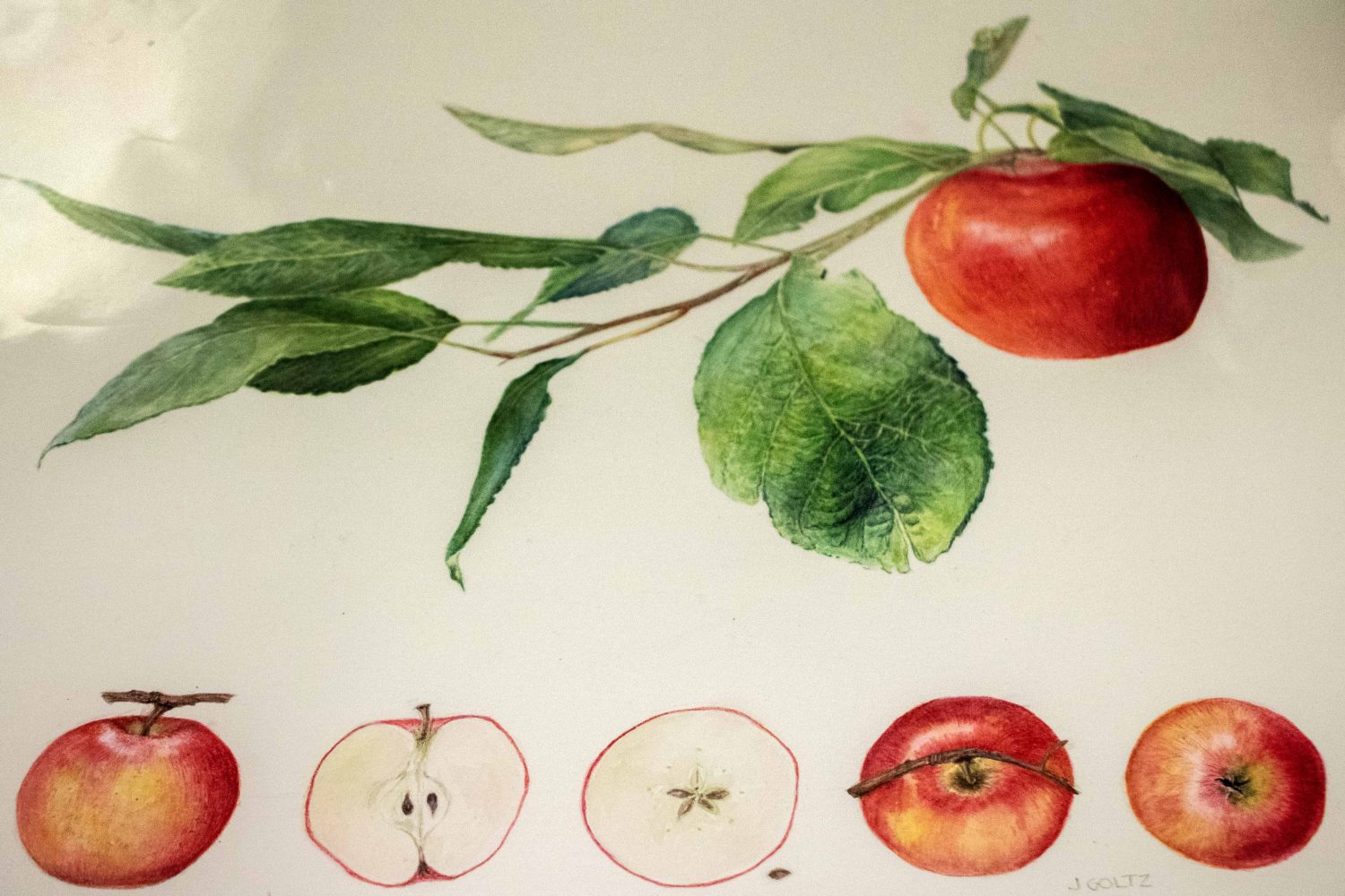 Fruit illustrations from the Flora and Fauna Illustrata collection at the Andersen Horticultural Library on Friday, June 9, 2023. (Photo/Adria Carpenter)