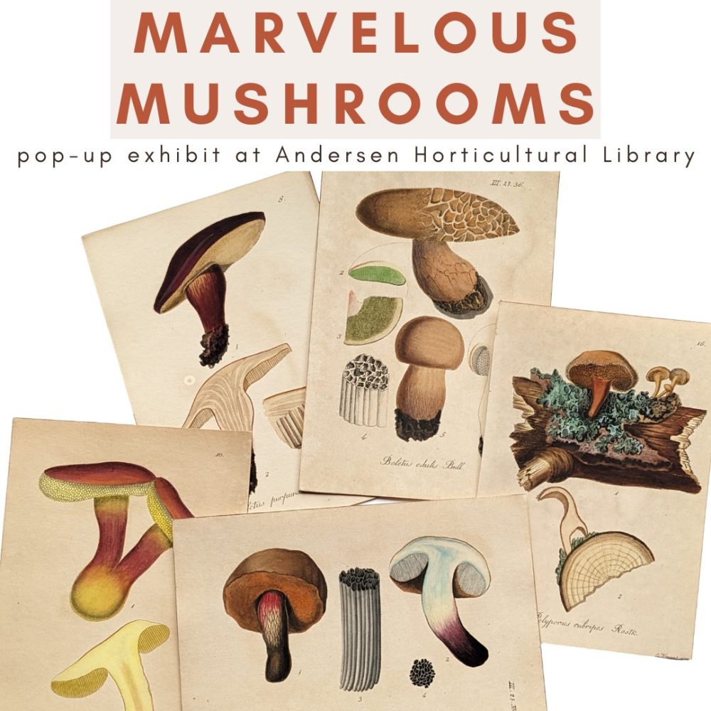 Illustrations of mushrooms from the AHL collections with text advertising the Marvelous Mushrooms event